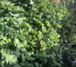 Organic Lablab Bean Vine Variety /Indian Bean/Avarakkai Seeds -Plant Shop 05308E4C 6FA4 4642 998D 2288148BAD0B scaled 1