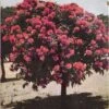 Eucalyptus Ficifolia X Calophylla (Corymbia Ficifolia X Calophylla) Seeds -Plant Shop 0690680C 8846 4F66 8C4A 752D9E6313CB