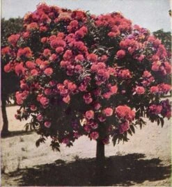 Eucalyptus Ficifolia X Calophylla (Corymbia Ficifolia X Calophylla) Seeds