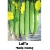 Luffa Seeds -Plant Shop 0C43CF7F 638D 4F77 9A50 49C3B7C000AE