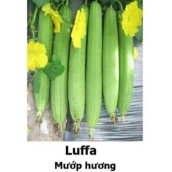 Luffa Seeds