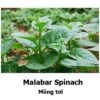 Malabar / Climbing Spinach (mixed Red And Green) Seeds -Plant Shop 0E34A300 3189 4176 BB43 337D29683C71