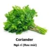 Coriander Seeds -Plant Shop 12514DD8 666F 4A25 9162 A609A48F7CA3