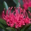 Telopea Truncata (Tasmanian Waratah) Seeds -Plant Shop 1280px Telopea truncata 2