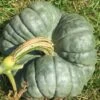 Pumpkin – Triamble Seeds -Plant Shop 12d1b0f879fc81b54ff0ec141e4543db6c4a04e2