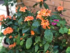 Organic Firecracker Flower/ Crossandra Infundibuliformis/ Kanakambram Seeds -Plant Shop 17C0E88F D04F 46E4 988E F2A2D206EEFF