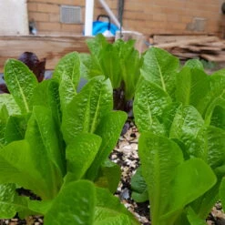 Organic Lettuce Mix Seeds -Plant Shop 20190716 162441 scaled 1