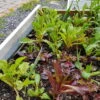 Organic Lettuce Mix Seeds -Plant Shop 20190916 141633 scaled 1