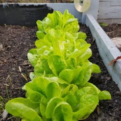 Organic Lettuce Mix Seeds -Plant Shop 20191108 181003 scaled 1