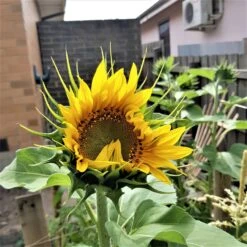 Organic Sun King Sunflower – Yellow Seeds -Plant Shop 20200111 163538 scaled 1