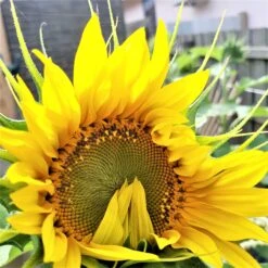 Organic Sun King Sunflower – Yellow Seeds -Plant Shop 20200111 163601 scaled 1