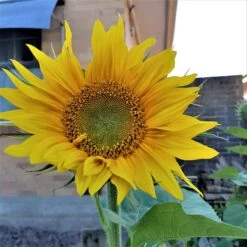 Organic Sun King Sunflower – Yellow Seeds -Plant Shop 20200112 192405 scaled 1