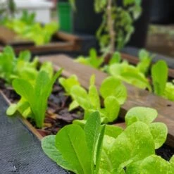 Organic Lettuce Mix Seeds -Plant Shop 20200405 164336 scaled 1