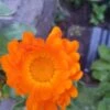 Organic Calendulla – Orange King Seeds -Plant Shop 20200911 175302 scaled 1