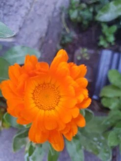 Organic Calendulla – Orange King Seeds