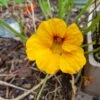 Organic Nasturtium Yellow Alaska Seeds -Plant Shop 20200918 131657 scaled 1