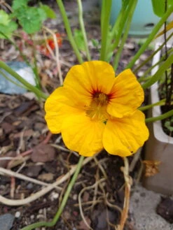 Organic Nasturtium Yellow Alaska Seeds