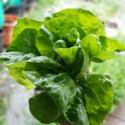 Organic Lettuce Mix Seeds -Plant Shop 20201008 190723 scaled 1
