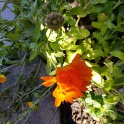 New Release -Plant Shop 20201026 175017 scaled 1