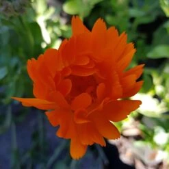 Organic Calendulla – Orange King Seeds -Plant Shop 20201026 175040 scaled 1