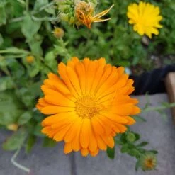 Organic Calendulla – Orange King Seeds -Plant Shop 20201103 183115 scaled 2