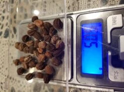 Organic Nasturtiums – Orange Bloomers Seeds -Plant Shop 20201107 011345