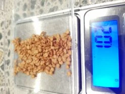 Organic Asian Thai Eggplant – Round Green Large Seeds -Plant Shop 20201107 014502