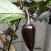 Count Dracula Chilli Seeds -Plant Shop 20210219 095052 scaled 1