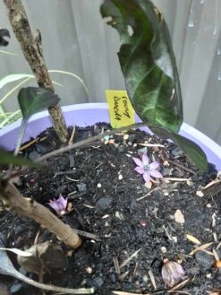 Count Dracula Chilli Seeds -Plant Shop 20210219 095108 scaled 1