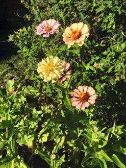 Zinnia ‘Elegans Mixed’ Seeds -Plant Shop 20210402 155502 scaled 1