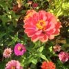 Zinnia ‘Elegans Mixed’ Seeds -Plant Shop 20210402 155508 scaled 1