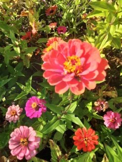 Zinnia ‘Elegans Mixed’ Seeds