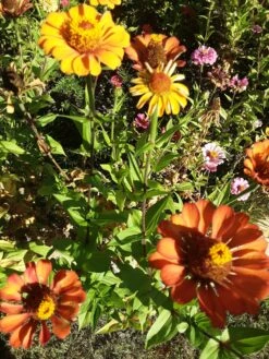 Zinnia ‘Elegans Mixed’ Seeds -Plant Shop 20210402 155607 scaled 1