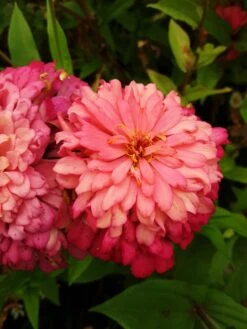 Zinnia ‘Elegans Mixed’ Seeds -Plant Shop 20210404 093757 scaled 1