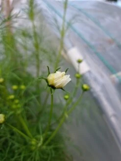 Organic Cosmos Sonata Series – White Seeds -Plant Shop 20210409 171737 scaled 1