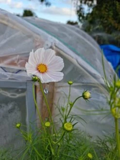 Organic Cosmos Sonata Series – White Seeds -Plant Shop 20210409 171803 scaled 1