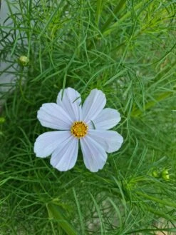 New Release -Plant Shop 20210409 172116 scaled 1