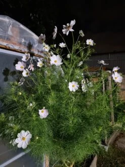 Organic Cosmos Sonata Series – White Seeds -Plant Shop 20210422 183429 scaled 1