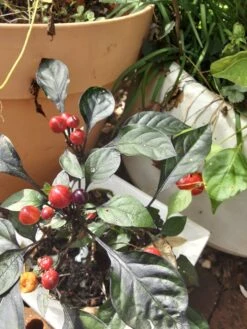 Purple Prince – C. Annum. Seeds -Plant Shop 20210502 110006 scaled 1