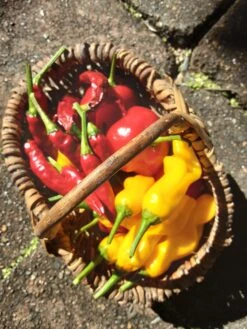 Peter Pepper – C. Annum Seeds -Plant Shop 20210605 104819 scaled 1