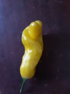 Peter Pepper – C. Annum Seeds