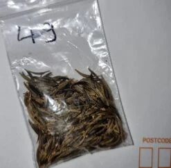 Organic Cosmos Sonata Series – White Seeds -Plant Shop 20221031 190506 scaled 1