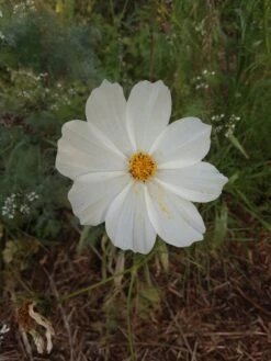 White Cosmos Seeds -Plant Shop 20221108 171632 scaled 1