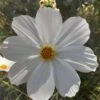 White Cosmos Seeds -Plant Shop 20221113 084837 scaled 1