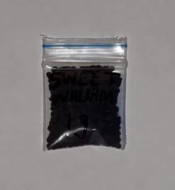 Organic Sweet William Diabunda Red (Dianthus Barbatus) Seeds -Plant Shop 20221115 230146