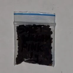 Organic Sweet William China Pink (Dianthus Barbatus) Seeds -Plant Shop 20221115 230526 1