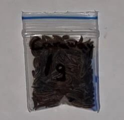 Plant Shop -Plant Shop 20221115 230756