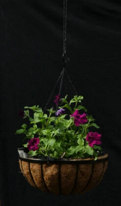 Petunia ‘Giant Cherry’ – Petunia X Hybrida Grandiflora Seeds -Plant Shop 2023 1