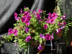 Petunia ‘Giant Cherry’ – Petunia X Hybrida Grandiflora Seeds -Plant Shop 2023 2