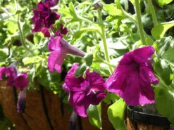 Petunia ‘Giant Cherry’ – Petunia X Hybrida Grandiflora Seeds -Plant Shop 2023 4